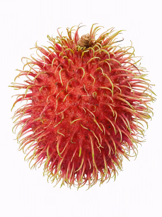 Rambutan Macro Study