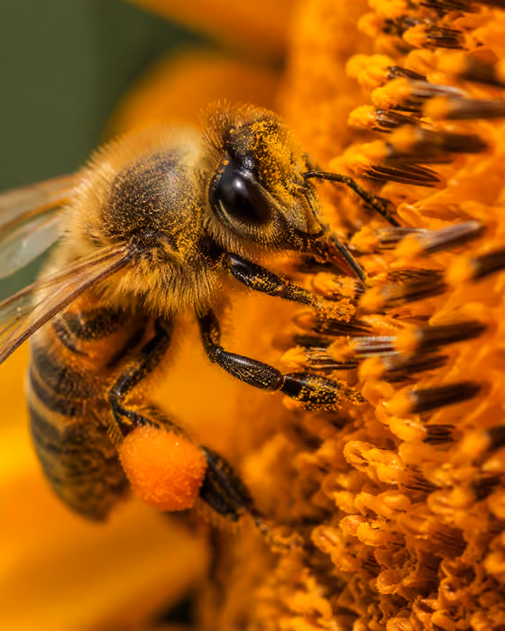 Honeybee on Flower Macro