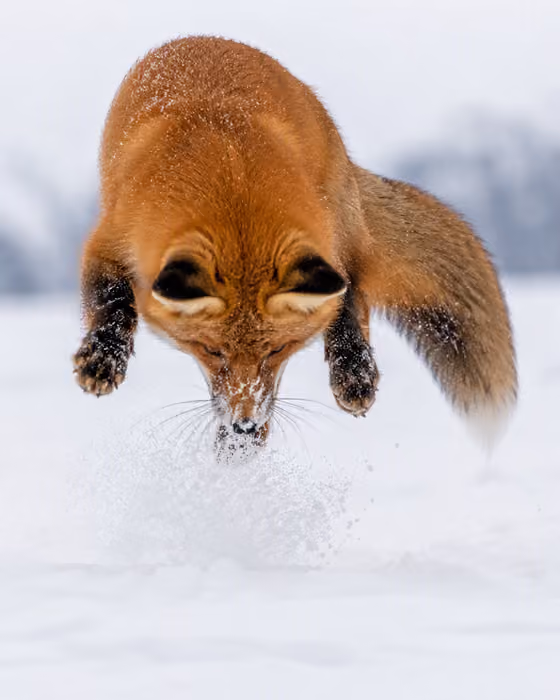 Wildlife Mid-Pounce