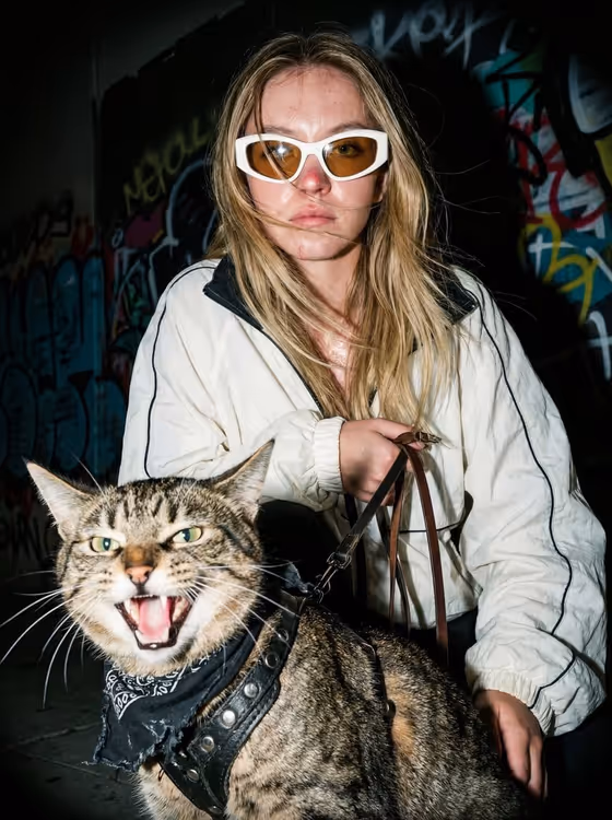 Tabby Cat Brown Black