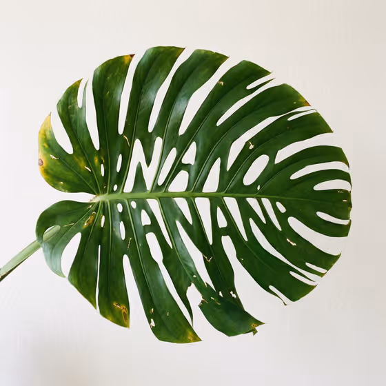 Leaf Wordmark Logo