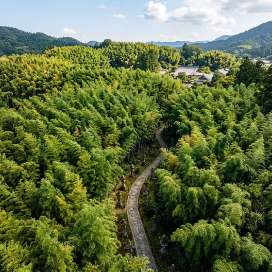 Realistic Aerial Bamboo Grove Landscape
