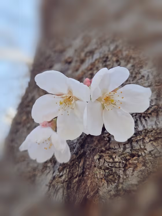 Spring Caption Card